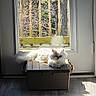 cat, white_cat, fluffy, indoor, sunlight, door, glass_door, plastic_bin, wooden_deck, tree, floor, shadow, relaxing, pet, animal, feline, window, daylight, home, resting