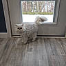cat, white_cat, fluffy, indoor, door, window, flooring, wood_floor, pet, animal, feline, tail, curious, snow, outside, home, house, blinds, quiet, domestic