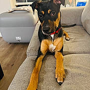 Calypso joined the competition — help win amazing prizes! dog, puppy, black_and_tan, collar, couch, living_room, window, lamp, floor, wood_floor, furniture, pet, domestic_animal, canine, portrait, indoor, resting, curious, young_dog, house