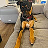 dog, puppy, black_and_tan, collar, couch, living_room, window, lamp, floor, wood_floor, furniture, pet, domestic_animal, canine, portrait, indoor, resting, curious, young_dog, house