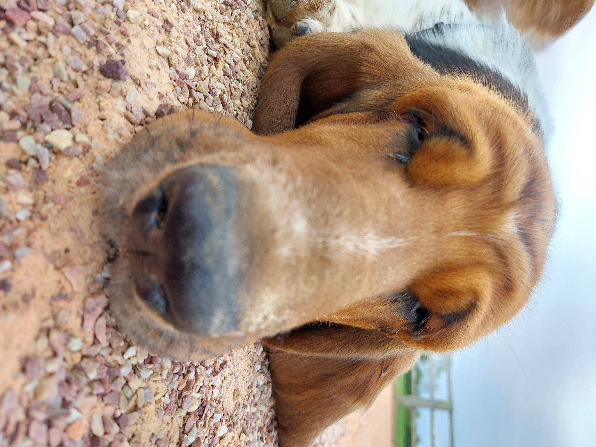 Oscar participe au concours pour gagner de l'argent avec cette photo : ancient_dog_breeds, canidae, carnivore, companion_dog, dog, dog_breed, fawn, fur, hound, hunting_dog, liver, paw, snout, sporting_group, terrestrial_animal, whiskers, wildlife, wood, working_animal, wrinkle