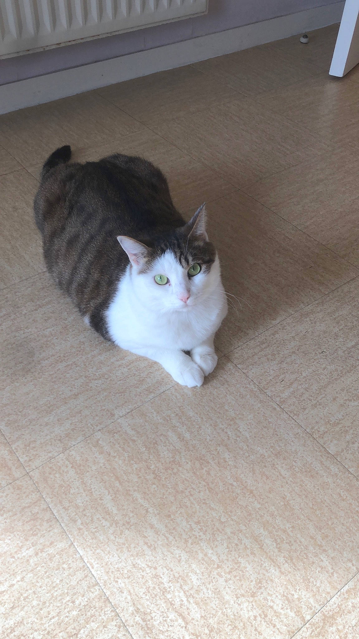 Salomon a rejoint le concours — aidez-le/la à gagner de superbes lots ! carnivore, cat, domestic_short_haired_cat, felidae, floor, flooring, foot, fur, grey, hardwood, laminate_flooring, paw, small_to_medium_sized_cats, snout, tail, whiskers, wood, wood_flooring