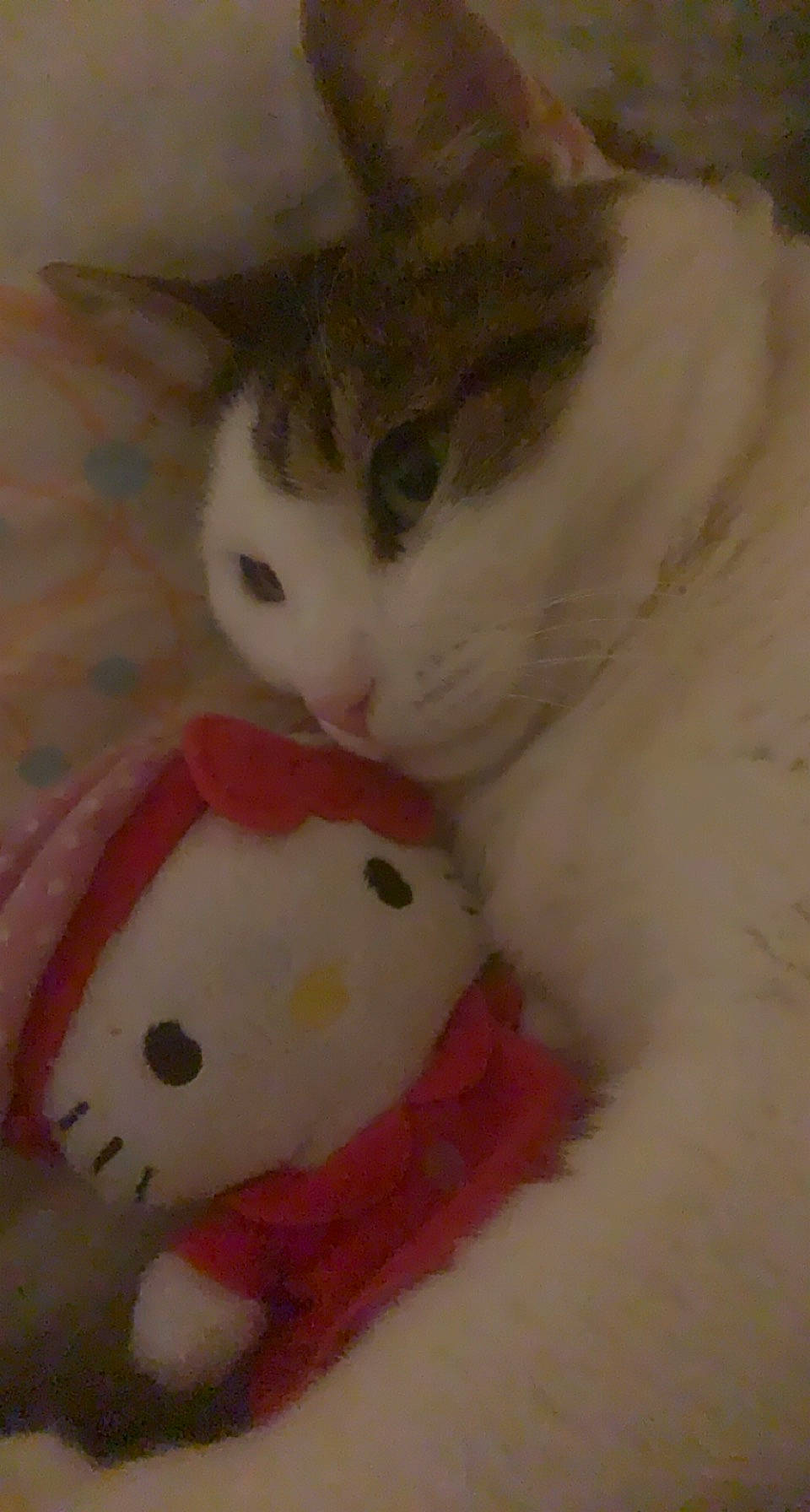 Salomon a rejoint le concours — aidez-le/la à gagner de superbes lots ! carmine, carnivore, cat, creative_arts, domestic_short_haired_cat, eye, fawn, felidae, foot, fur, mammal, pattern, paw, small_to_medium_sized_cats, tail, terrestrial_animal, whiskers