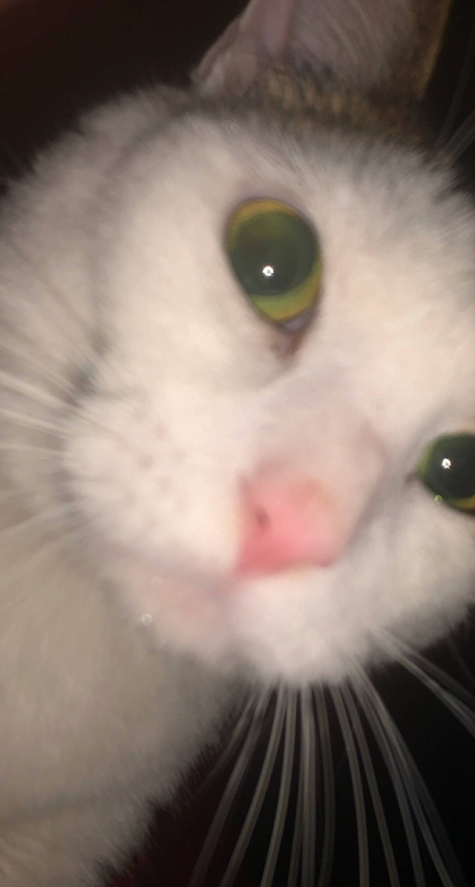 Salomon a rejoint le concours — aidez-le/la à gagner de superbes lots ! beauty, carnivore, cat, close_up, curious, darkness, domestic_short_haired_cat, eyebrow, eyelash, fang, felidae, fur, iris, no_expression, nose, small_to_medium_sized_cats, snout, whiskers