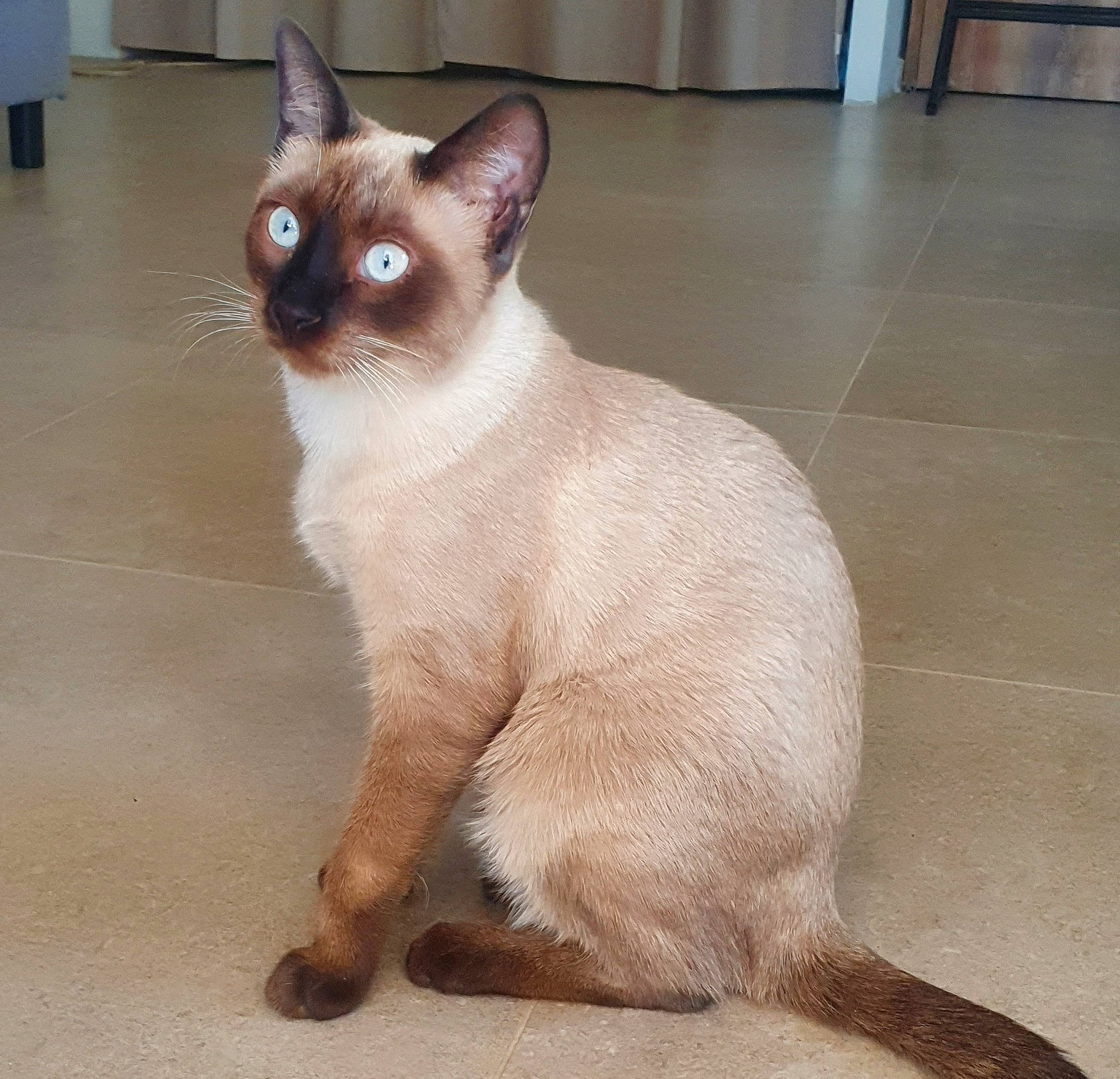 Tyna a rejoint le concours — aidez-le/la à gagner de superbes lots ! carnivore, cat, claw, fawn, felidae, fixture, flooring, fur, iris, paw, siamese, small_to_medium_sized_cats, tail, terrestrial_animal, tile_flooring, whiskers