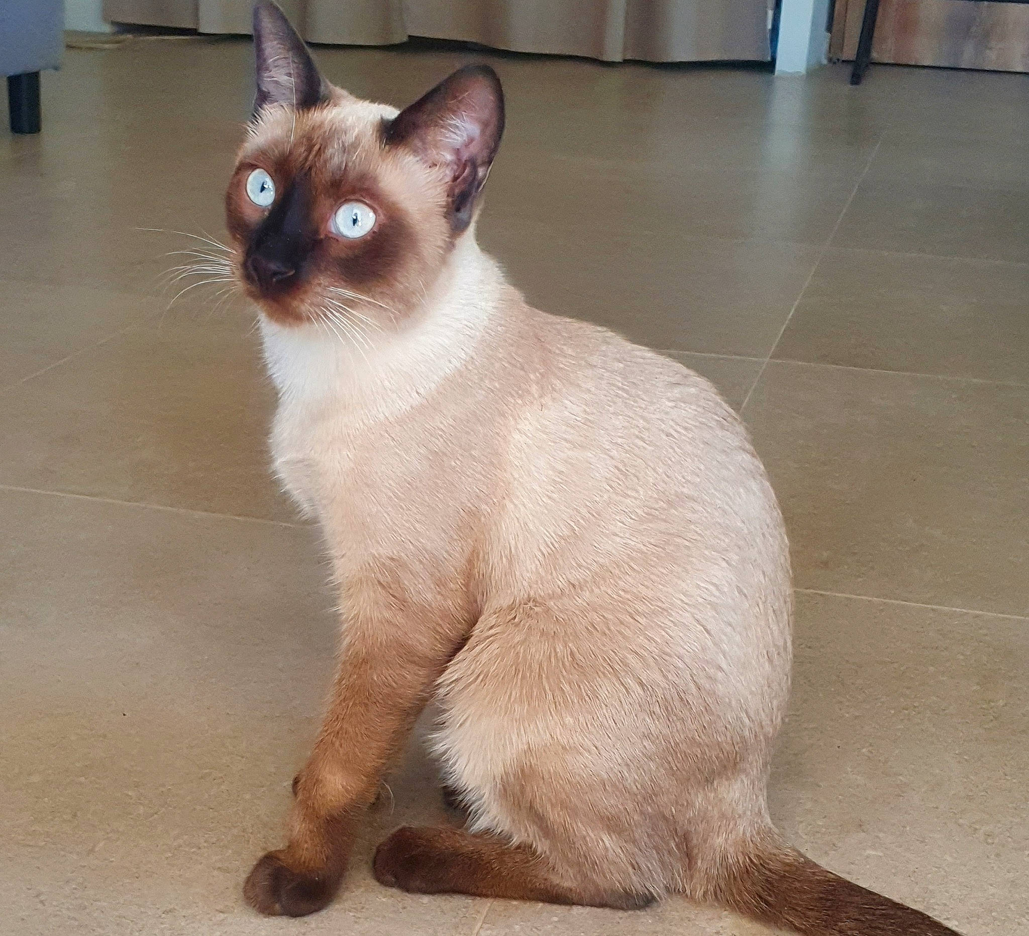 Tyna a rejoint le concours — aidez-le/la à gagner de superbes lots ! carnivore, cat, claw, fawn, felidae, fixture, flooring, fur, iris, paw, siamese, small_to_medium_sized_cats, tail, terrestrial_animal, tile_flooring, vertebrate, whiskers