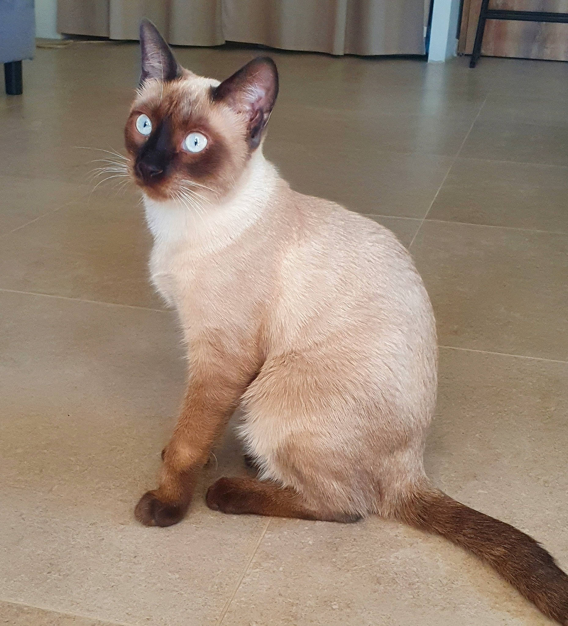 Tyna participe au concours pour gagner de l'argent avec cette photo : carnivore, cat, fawn, felidae, fixture, flooring, fur, paw, siamese, small_to_medium_sized_cats, snout, tail, terrestrial_animal, tile_flooring, whiskers