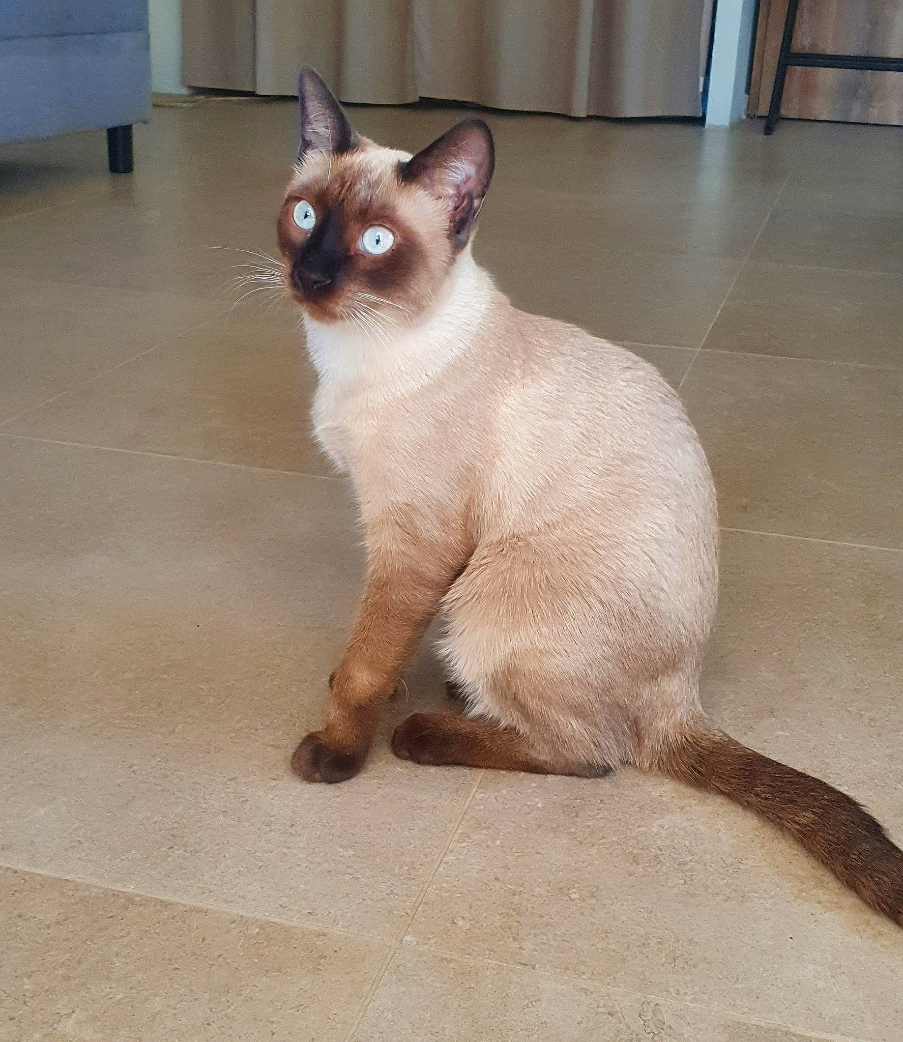 Tyna a rejoint le concours — aidez-le/la à gagner de superbes lots ! balance, carnivore, cat, claw, collar, fawn, felidae, flooring, foot, fur, iris, paw, pet_supply, siamese, small_to_medium_sized_cats, snout, tail, terrestrial_animal, whiskers