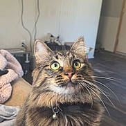 Ember Ray is registered to the contest to win money with this photo: animal, architecture, building, cat, computerhardware, electronics, face, furniture, hardware, head, indoors, interiordesign, livingroom, monitor, person, pet, photography, portrait, screen, tv