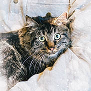 Ember Ray joined the competition — help win amazing prizes! animal, bokeh, cat, close_up, clothing, comfort, cozy, cute, feline, fur, green_eyes, indoor, jacket, pet, portrait, relaxed, soft_light, tabby, texture, whiskers