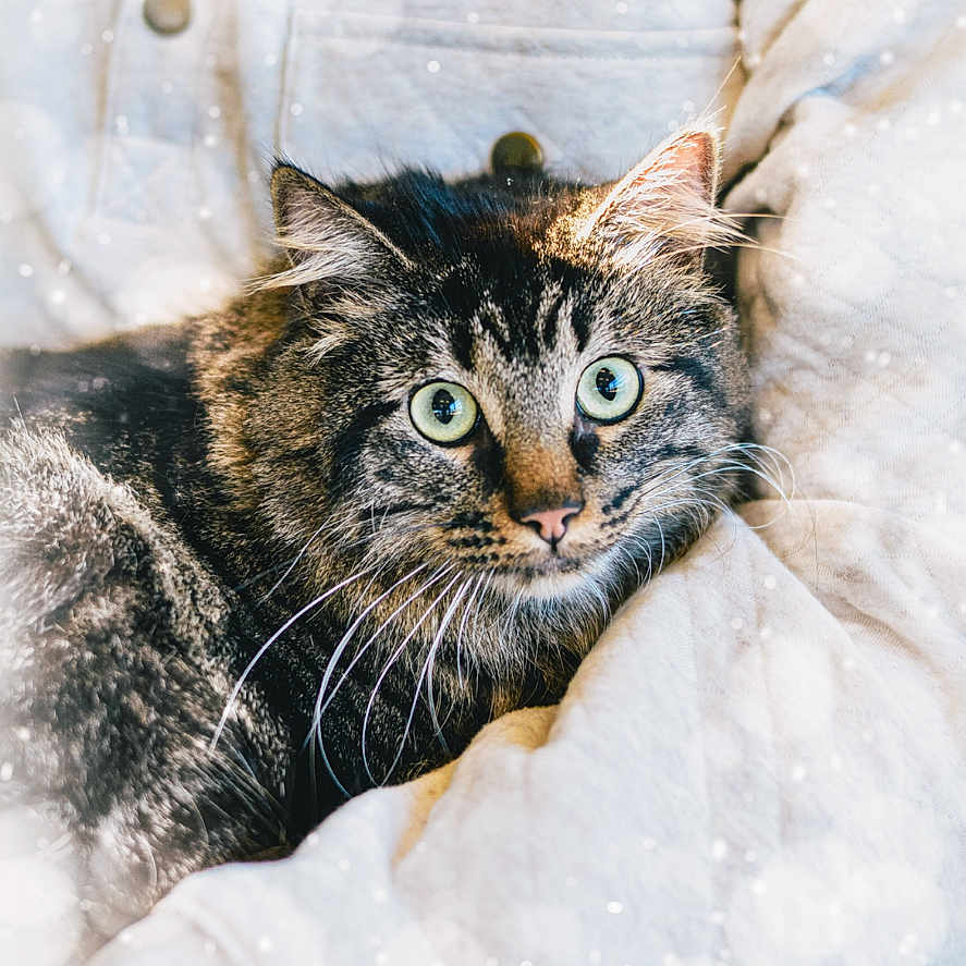 Ember Ray joined the competition — help win amazing prizes! animal, bokeh, cat, close_up, clothing, comfort, cozy, cute, feline, fur, green_eyes, indoor, jacket, pet, portrait, relaxed, soft_light, tabby, texture, whiskers