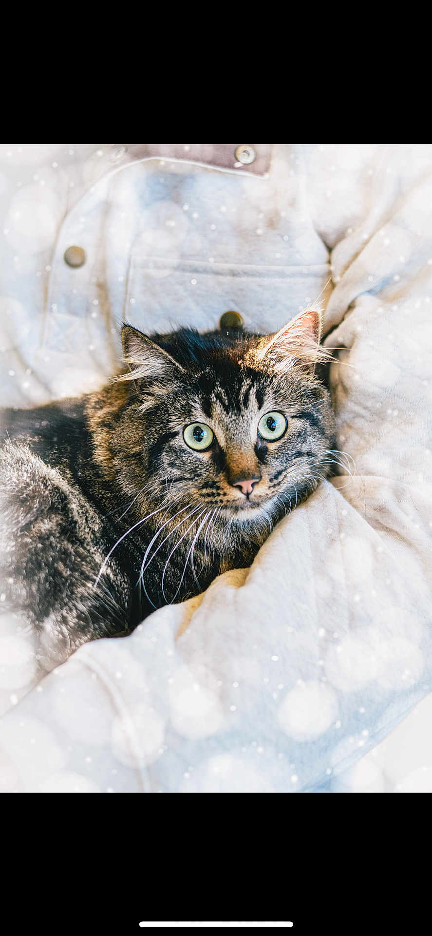 Ember Ray joined the competition — help win amazing prizes! animal, bokeh, cat, close_up, clothing, comfort, cozy, cute, feline, fur, green_eyes, indoor, jacket, pet, portrait, relaxed, soft_light, tabby, texture, whiskers