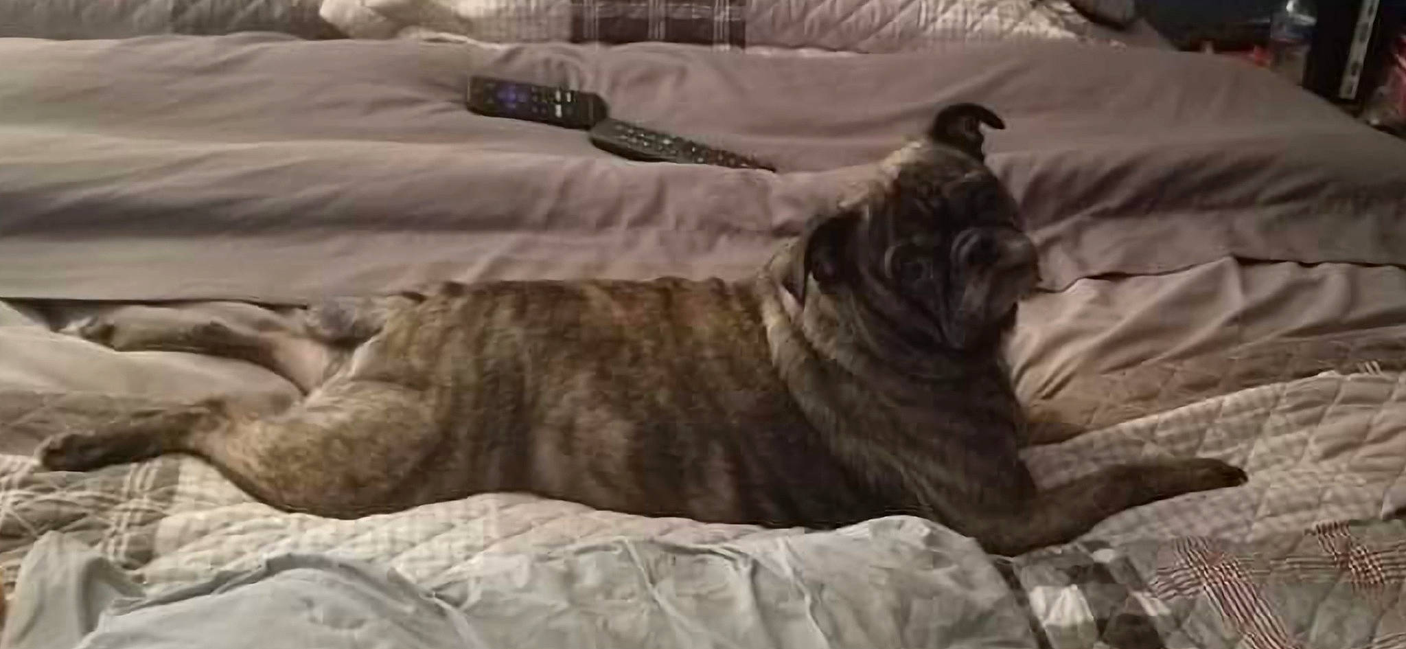 Gizmo is registered to the contest to win money with this photo: bedding, canidae, carnivore, comfort, companion_dog, dog, dog_breed, fawn, felidae, fur, grey, guard_dog, linens, snout, sporting_group, tail, terrestrial_animal, tree, wood, wrinkle