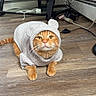 animal, cables, cat, computer_equipment, costume, cute, desk, funny, furry, green_eyes, hood, indoors, knitted_clothing, office, orange_cat, pet, portrait, sitting, whiskers, wooden_floor