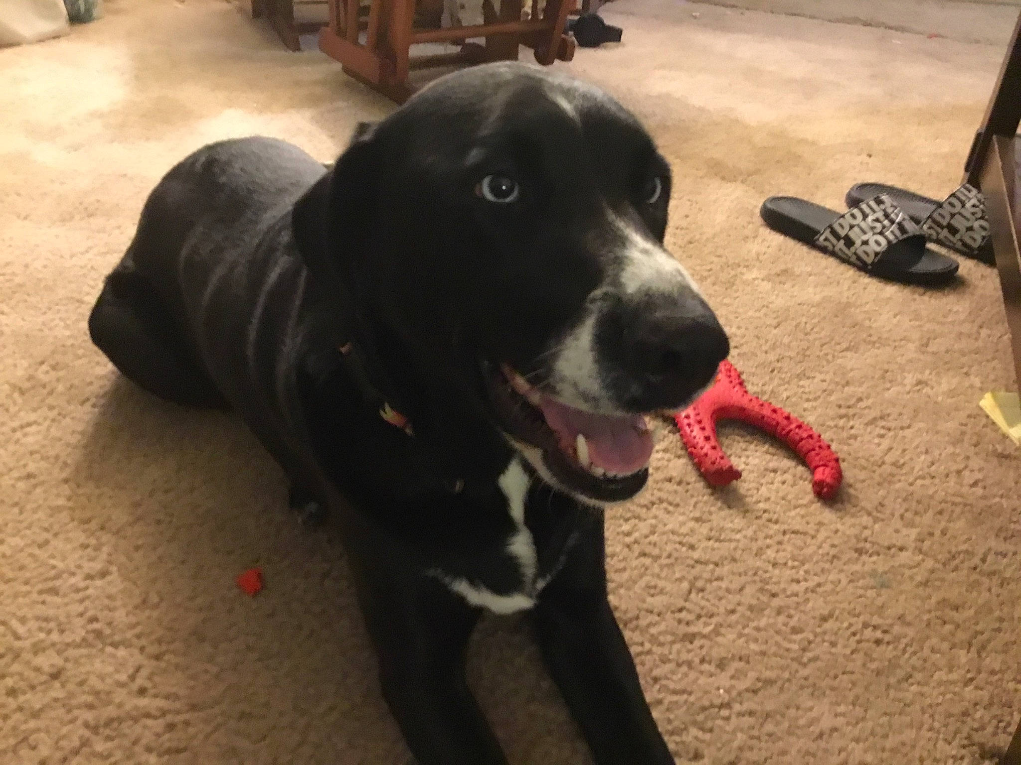 Emma is registered to the contest to win money with this photo: beagador, borador, canidae, carnivore, dog, dog_breed, great_dane, guard_dog, hunting_dog, labrador_retriever, snout, sporting_group, street_dog