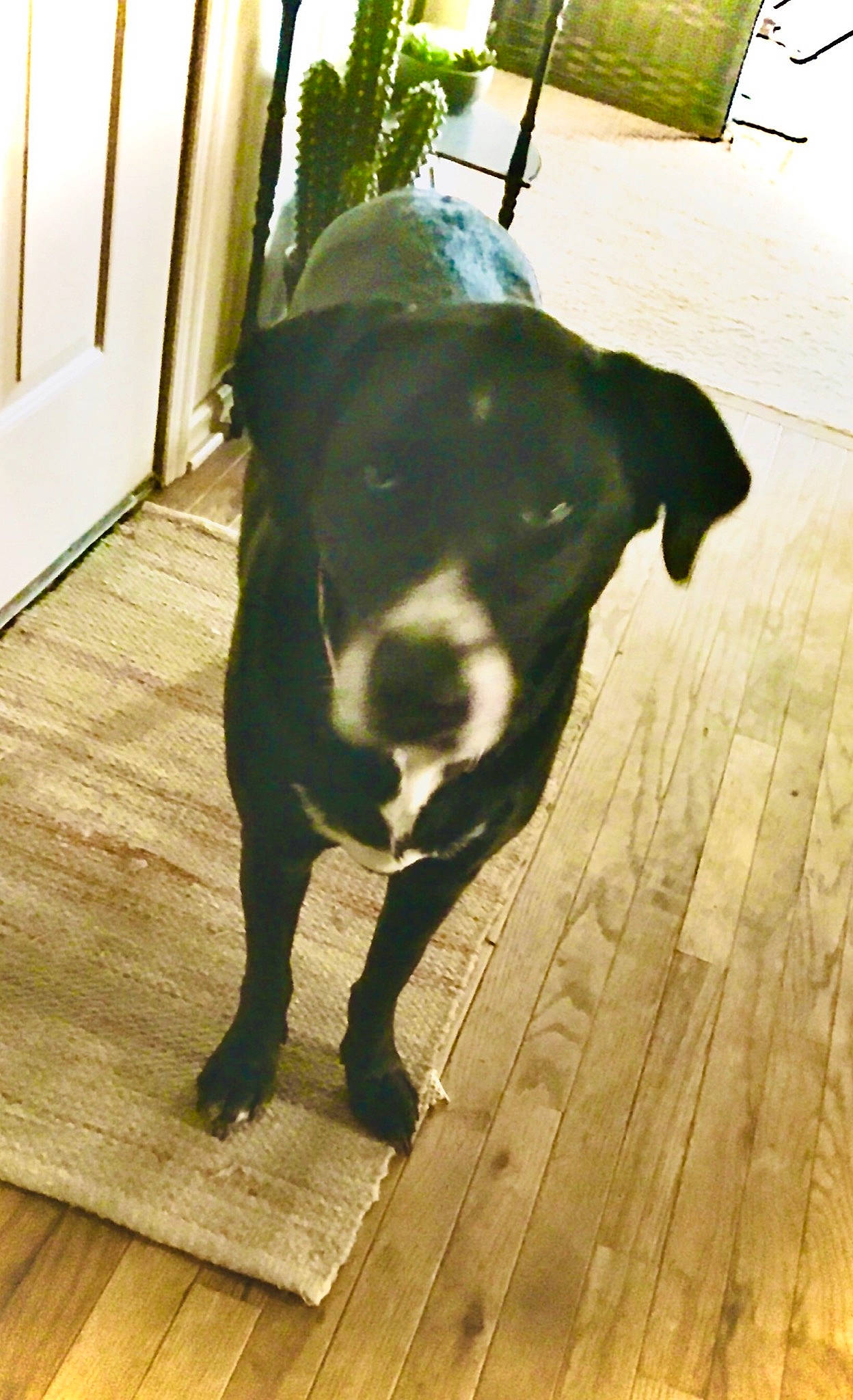 Emma is registered to the contest to win money with this photo: american_pit_bull_terrier, canidae, carnivore, companion_dog, dog, dog_breed, fawn, floor, flooring, hardwood, non_sporting_group, pointer, snout, sporting_group, staffordshire_bull_terrier, tail, wood