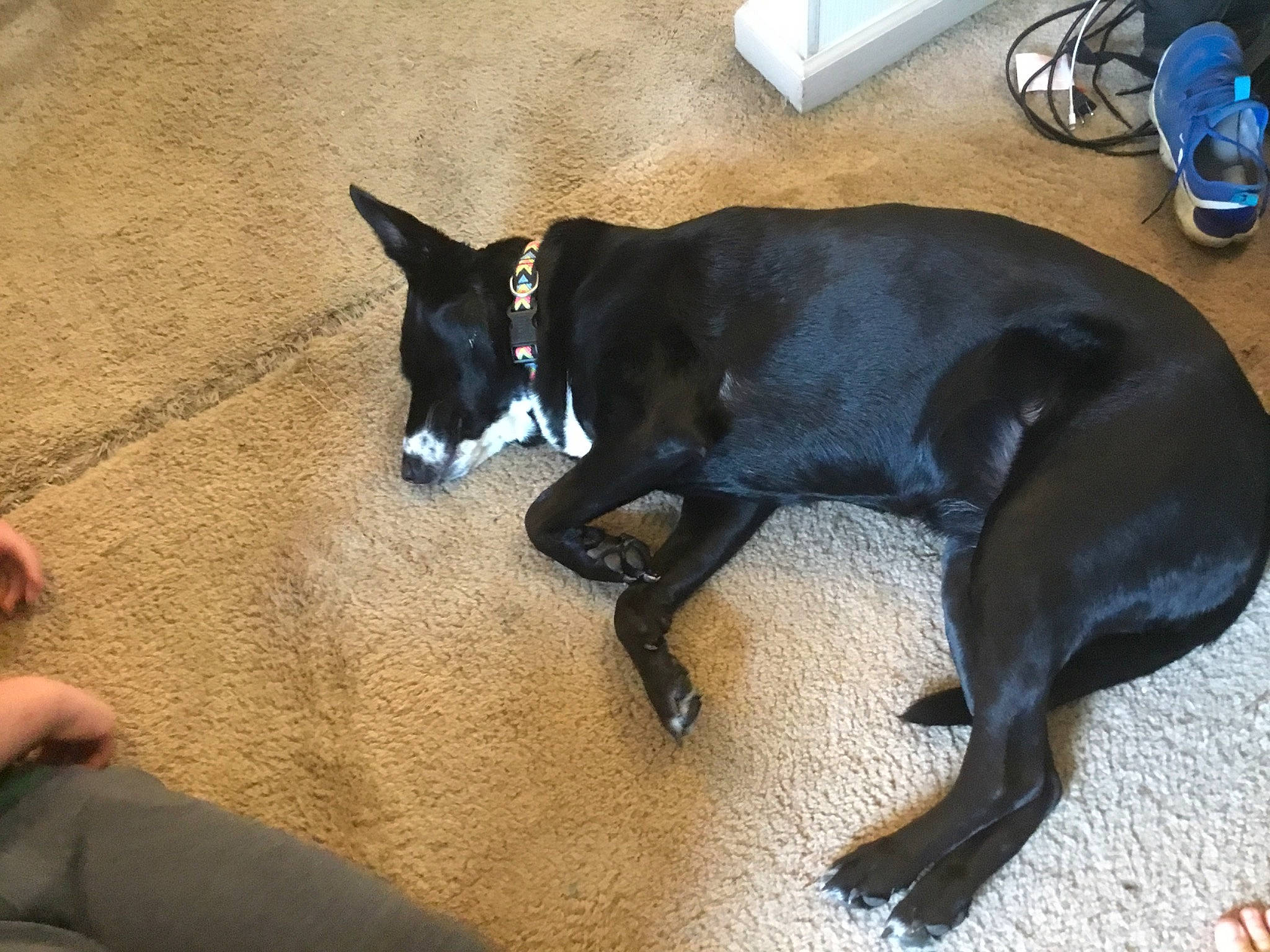 Emma is registered to the contest to win money with this photo: australian_kelpie, basenji, borador, boston_terrier, canidae, carnivore, dog, dog_breed, formosan_mountain_dog, mammal, non_sporting_group, snout, sporting_group, vertebrate