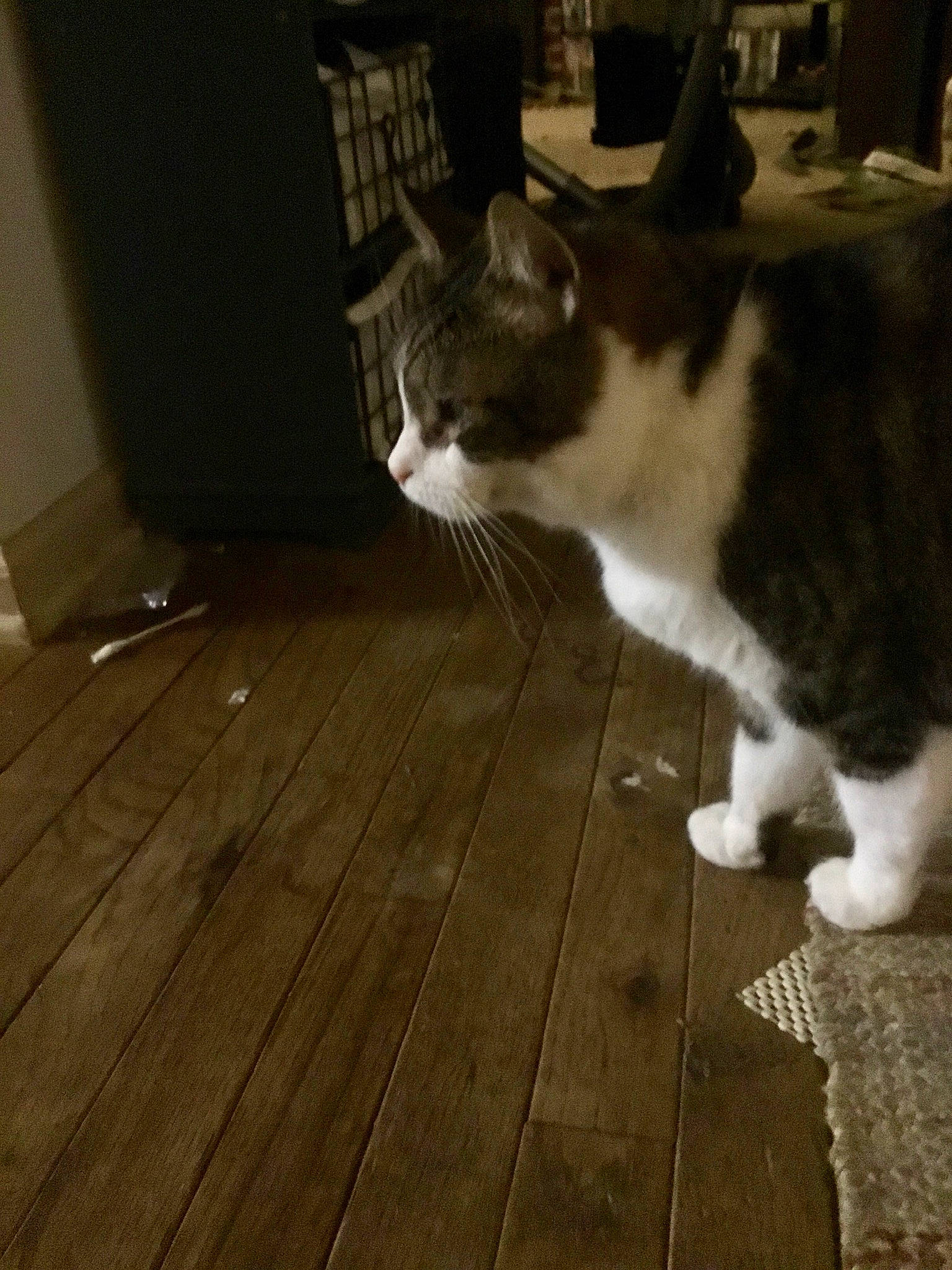 Mo Mo is registered to the contest to win money with this photo: aegean_cat, american_wirehair, carnivore, cat, domestic_short_haired_cat, european_shorthair, felidae, floor, flooring, fur, hardwood, laminate_flooring, paw, polydactyl_cat, small_to_medium_sized_cats, snapshot, snout, tail, whiskers, wood