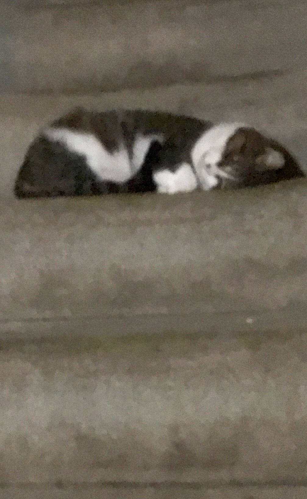 Mo Mo is registered to the contest to win money with this photo: canidae, carnivore, dog, dog_breed, puppy, shih_tzu, sporting_group, tail