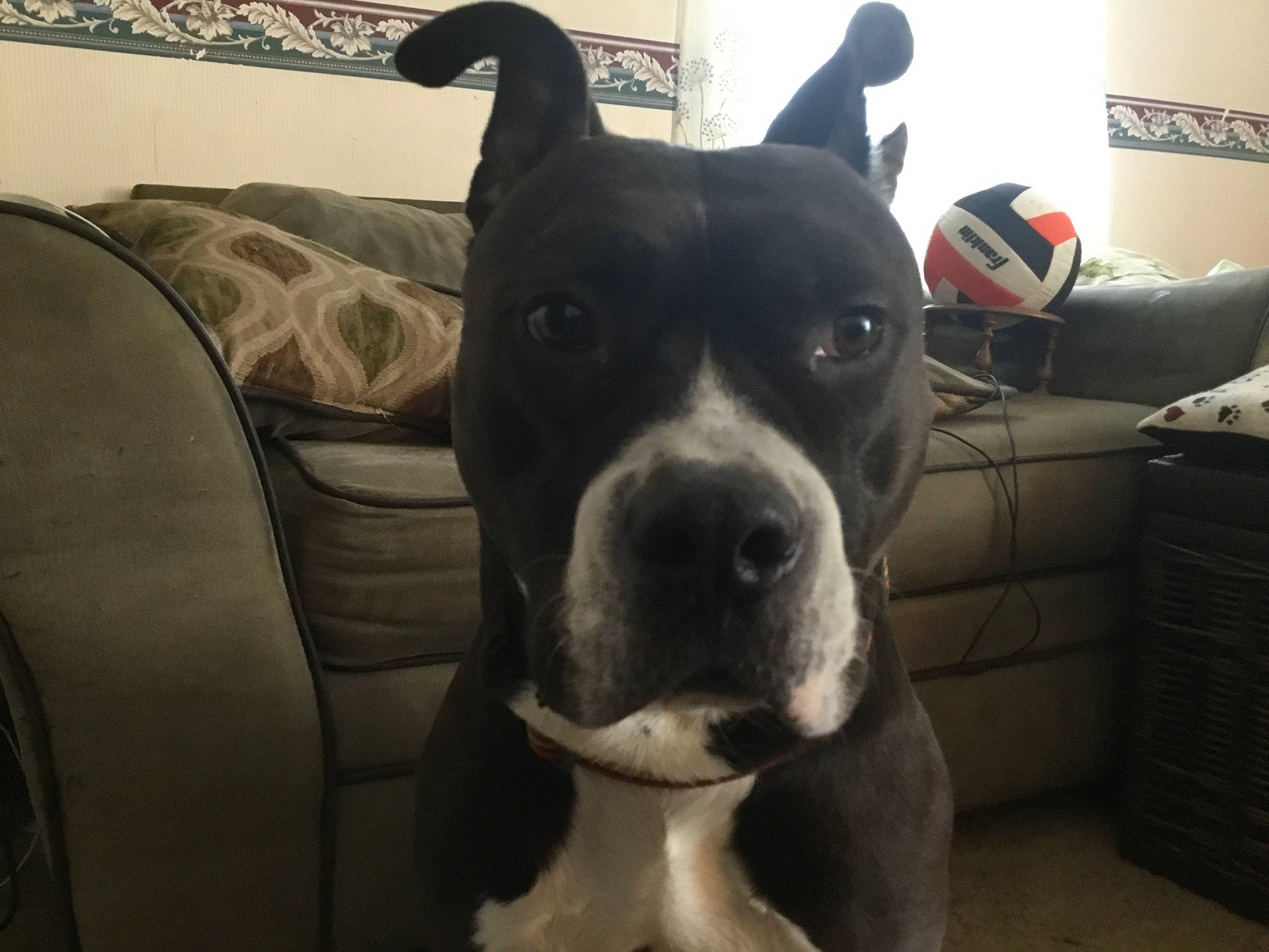 Cain joined the competition — help win amazing prizes! american_pit_bull_terrier, american_staffordshire_terrier, canidae, carnivore, companion_dog, dog, dog_breed, ear, fawn, head, mammal, non_sporting_group, nose, pit_bull, rare_breed_dog, snout, sporting_group, staffordshire_bull_terrier, tail, vertebrate