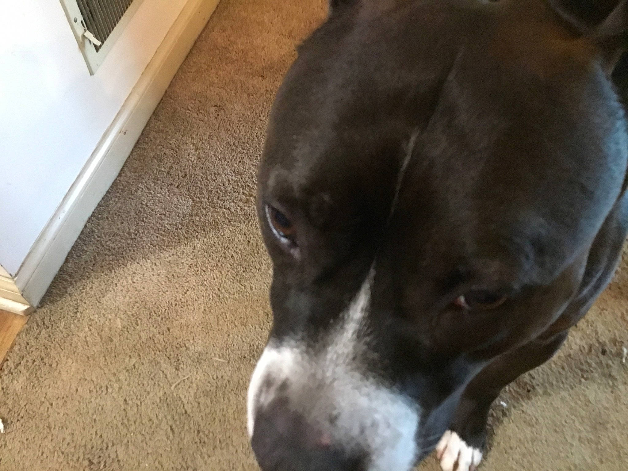 Cain is registered to the contest to win money with this photo: american_pit_bull_terrier, american_staffordshire_terrier, canidae, carnivore, dog, dog_breed, fawn, mammal, non_sporting_group, nose, pit_bull, snout, sporting_group, staffordshire_bull_terrier, vertebrate, whiskers