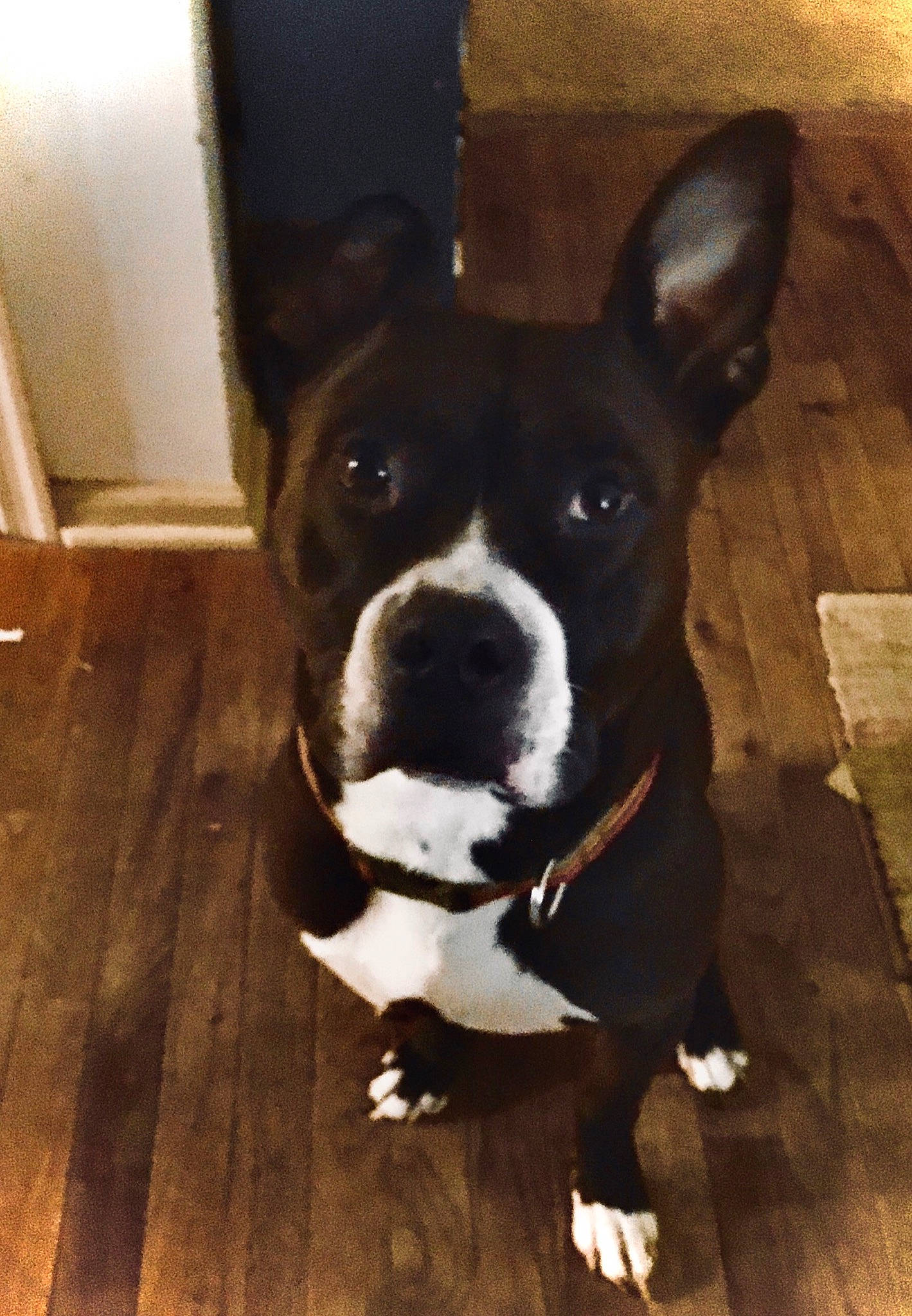 Cain joined the competition — help win amazing prizes! american_pit_bull_terrier, american_staffordshire_terrier, boston_terrier, canidae, carnivore, companion_dog, dog, dog_breed, fawn, mammal, non_sporting_group, nose, snout, sporting_group, staffordshire_bull_terrier, vertebrate, whiskers