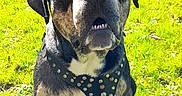 Sayan participe au concours pour gagner de l'argent avec cette photo : alert, animal, canine, collar, daylight, dog, ears, grass, greenery, harness, leisure, mouth, nature, outdoor, pet, shadow, sitting, snout, sunlight, trees