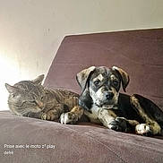 Sayan a rejoint le concours — aidez-le/la à gagner de superbes lots ! cat, dog, puppy, tabby_cat, couch, sofa, indoor, pet, animal, resting, sleepy, brown, fur, companions, relaxing, cute, domestic, friendship, living_room, cozy