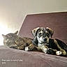 cat, dog, puppy, tabby_cat, couch, sofa, indoor, pet, animal, resting, sleepy, brown, fur, companions, relaxing, cute, domestic, friendship, living_room, cozy