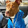 animal, blue_jacket, brown_dog, canine, car_interior, closeup, collar, dog, domestic_animal, ears, fur, indoors, jacket, leash, looking_away, pet, portrait, seat, sitting, window