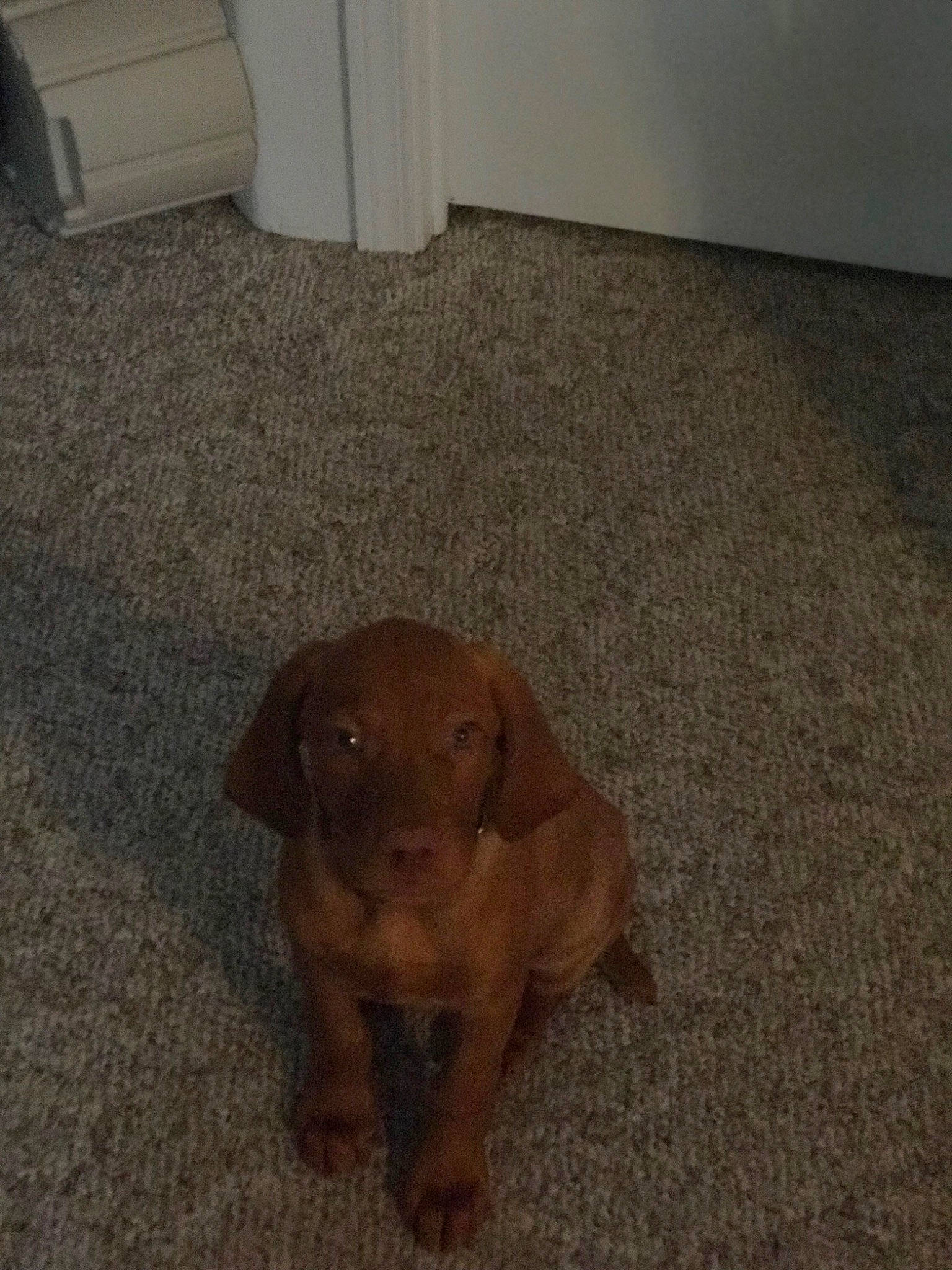 Chaos is registered to the contest to win money with this photo: brown, canidae, carnivore, carpet, companion_dog, dog, dog_breed, fawn, floor, flooring, gun_dog, hardwood, liver, paw, sporting_group, tail, terrestrial_animal, wood, wood_stain, working_animal