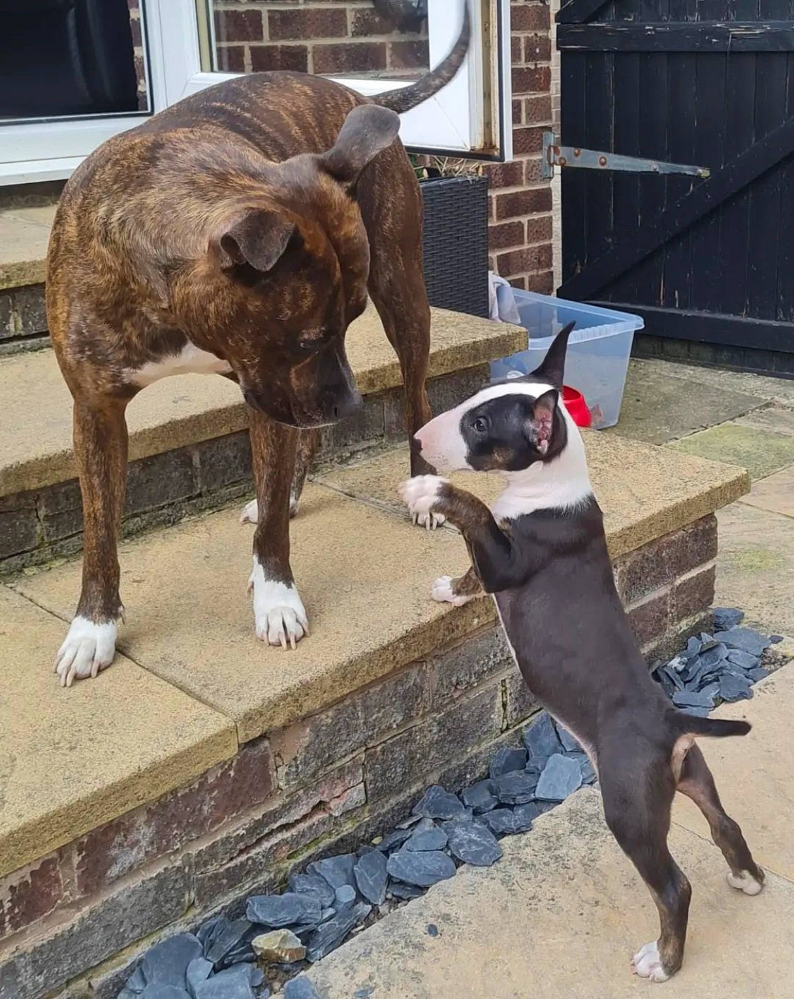 Loki joined the competition — help win amazing prizes! canidae, carnivore, collar, companion_dog, dog, dog_breed, dog_collar, fawn, guard_dog, liver, mammal, non_sporting_group, pet_supply, snout, sporting_group, tail, terrestrial_animal, window, working_animal, working_dog