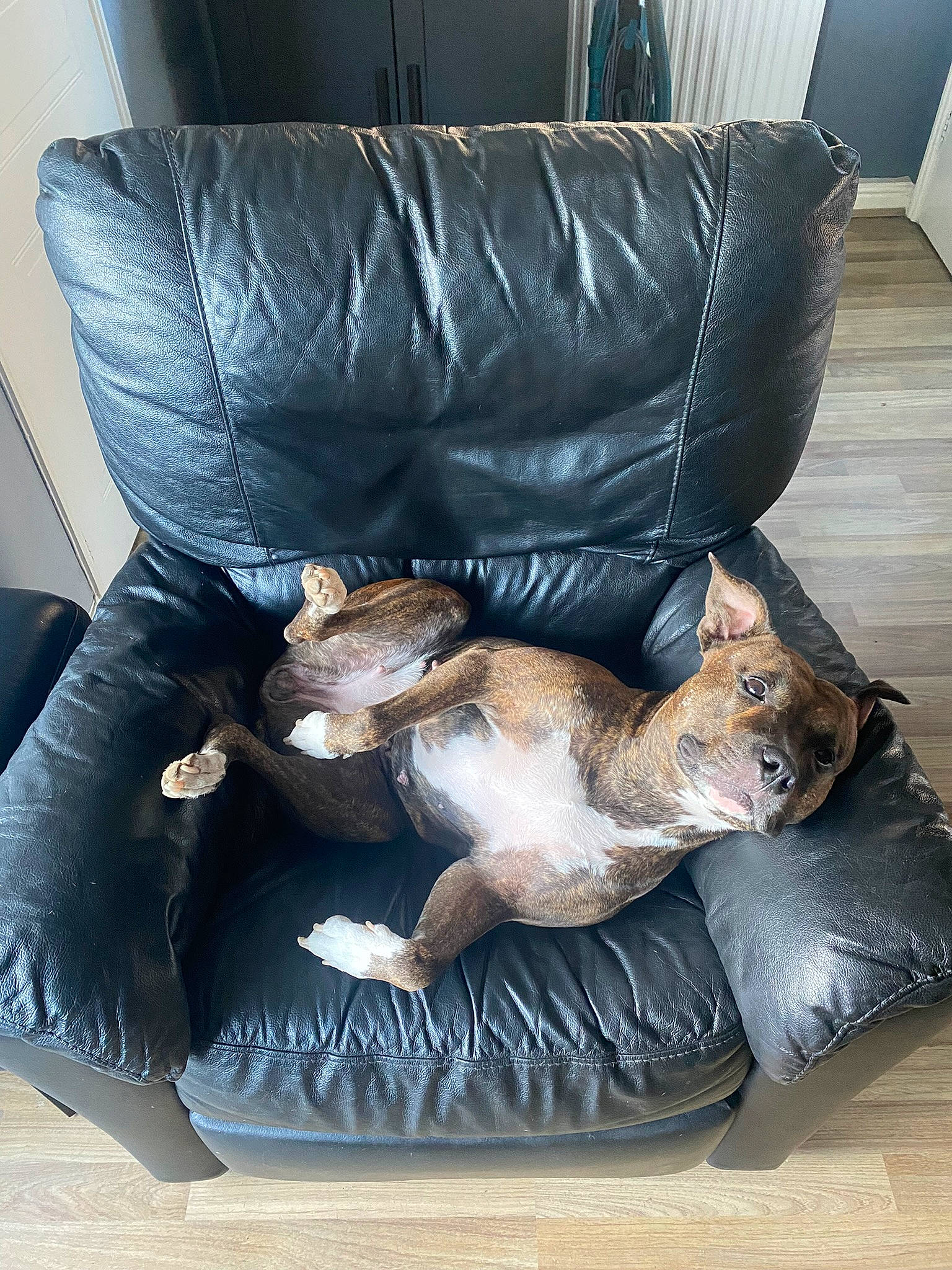 Luna is registered to the contest to win money with this photo: brown, canidae, carnivore, cat, chair, comfort, companion_dog, couch, dog_breed, fawn, felidae, flooring, fur, human_leg, leather, living_room, small_to_medium_sized_cats, sporting_group, studio_couch, whiskers