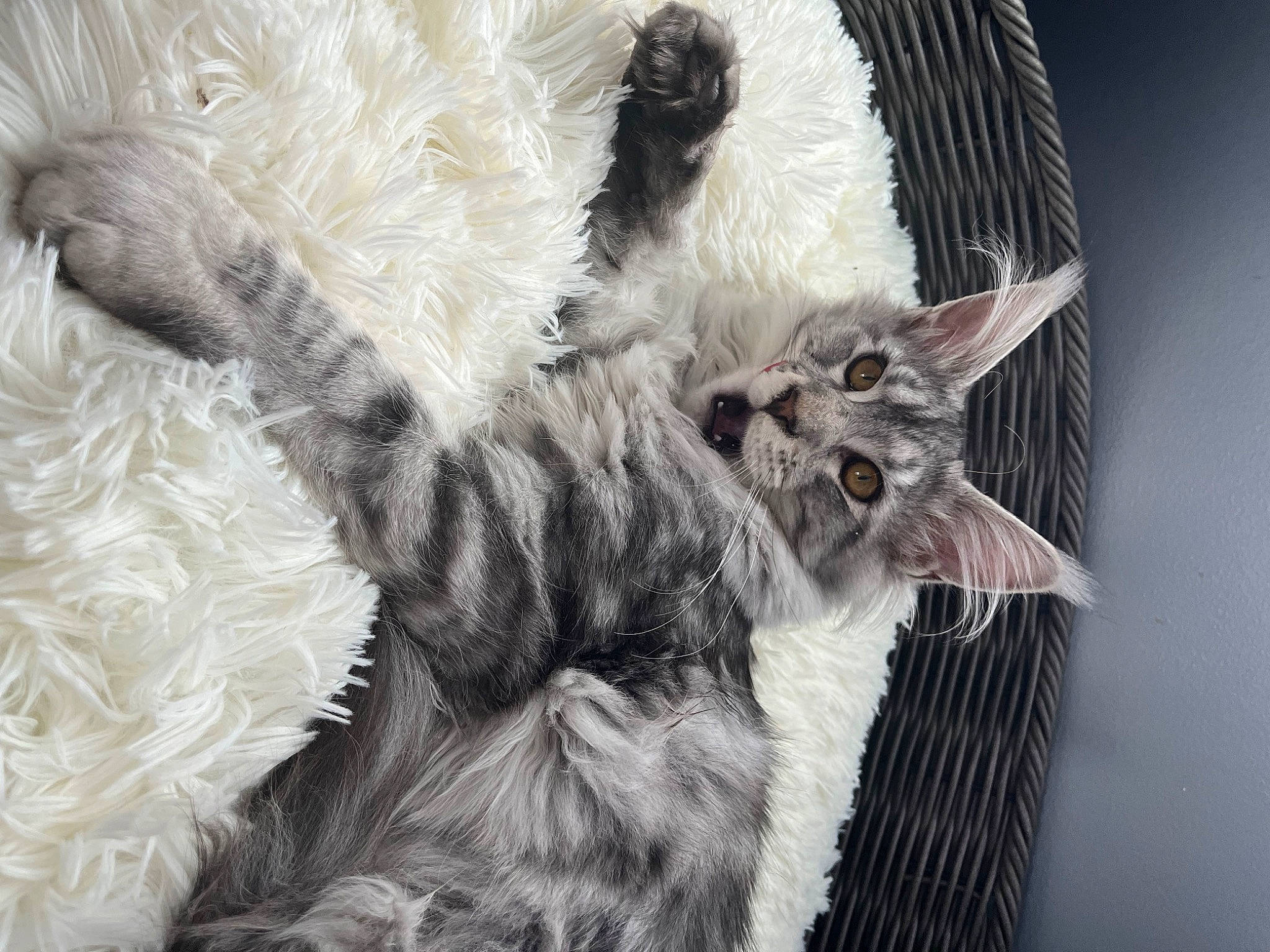 Atlas joined the competition — help win amazing prizes! canidae, carnivore, cat, claw, comfort, companion_dog, dog_breed, felidae, fur, grey, mammal, paw, small_to_medium_sized_cats, snout, tail, terrestrial_animal, whiskers