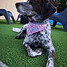 dog, bandana, pink, outdoor, grass, artificial_grass, pet, animal, relaxing, speckled, brown, white, collar, side_profile, house, chair, daylight, backyard, fur, cute