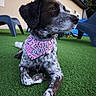 dog, bandana, outdoor, grass, pet, animal, spotted, collar, relaxed, side_view, house, chair, daylight, fur, ears, muzzle, paw, greenery, calm, name_tag