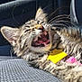 Lia joined the competition — help win amazing prizes! kitten, cat, tabby, feline, teeth, whiskers, yawning, car_seat, sunlight, fur, pet, cute, animal, closeup, relaxed, indoor, collar, tag, texture, resting
