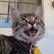Lia joined the competition — help win amazing prizes! cat, kitten, tabby, close_up, collar, pet, animal, whiskers, fur, outdoor, window, wall, decoration, sun, mouth_open, wide_eyes, curious, young, domestic_cat, feline
