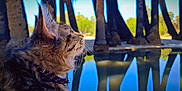 Lia is registered to the contest to win money with this photo: cat, tabby_cat, collar, whiskers, fur, outdoor, pond, reflection, trees, nature, sky, daylight, profile, animal, closeup, calm, serene, greenery, water, peaceful