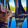 cat, tabby_cat, collar, whiskers, fur, outdoor, pond, reflection, trees, nature, sky, daylight, profile, animal, closeup, calm, serene, greenery, water, peaceful