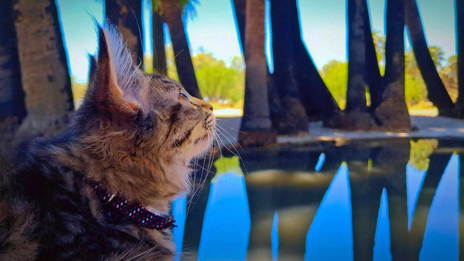 Lia is registered to the contest to win money with this photo: cat, tabby_cat, collar, whiskers, fur, outdoor, pond, reflection, trees, nature, sky, daylight, profile, animal, closeup, calm, serene, greenery, water, peaceful