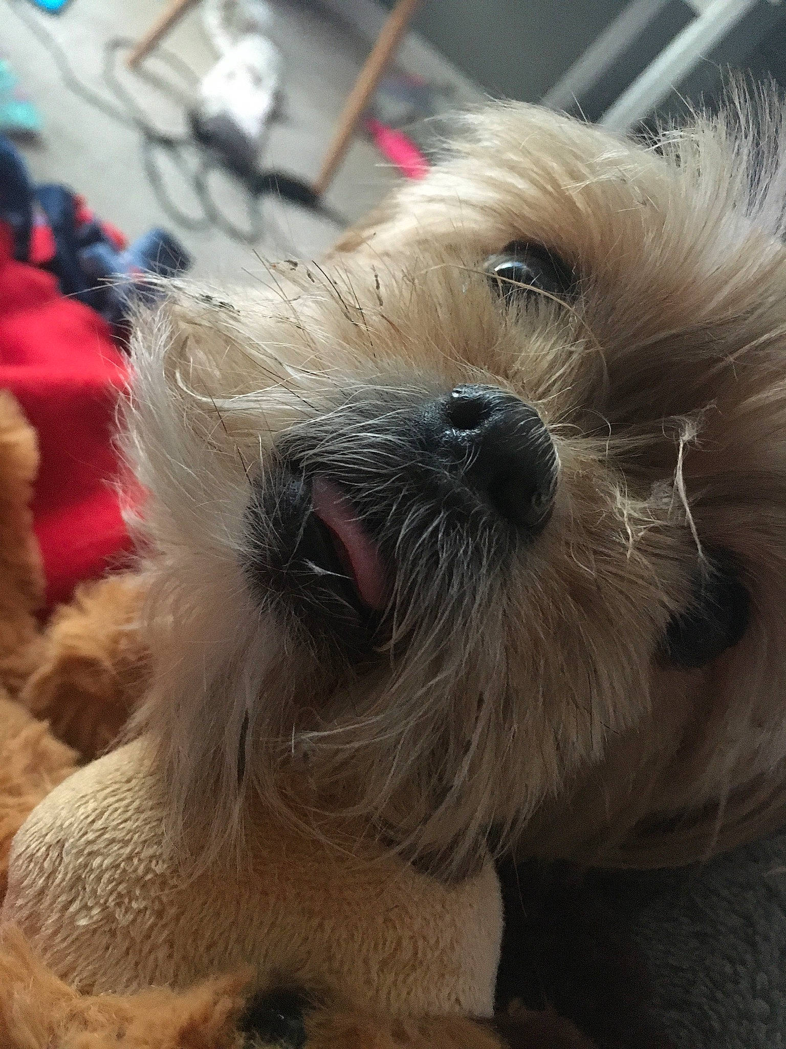 Daisy joined the competition — help win amazing prizes! canidae, carnivore, companion_dog, dog, dog_breed, glen_of_imaal_terrier, lowchen, mammal, morkie, puppy, rare_breed_dog, sapsali, schnoodle, shih_tzu, small_terrier, snout, sporting_lucas_terrier, terrier, toy_dog, vertebrate