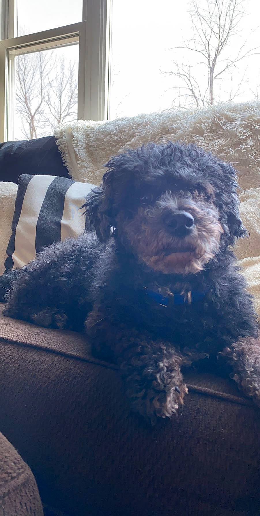 Reggie is registered to the contest to win money with this photo: barbet, canidae, carnivore, cavapoo, cockapoo, dog, dog_breed, goldendoodle, labradoodle, mammal, miniature_poodle, poodle, poodle_crossbreed, portuguese_water_dog, schnoodle, snout, spanish_water_dog, sporting_group, toy_poodle, vertebrate