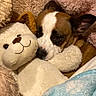 Poca Ray is registered to the contest to win money with this photo: dog, stuffed_animal, plush_toy, blanket, cozy, snuggling, brown, white, cute, pet, soft, indoors, resting, ears, face, fur, comfort, close_up, sleepy, toy
