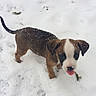 Poca Ray is registered to the contest to win money with this photo: puppy, dog, snow, outdoor, pet, young, animal, winter, white, brown, fur, cute, tongue, playful, cold, nature, small, walking, adorable, snowflake