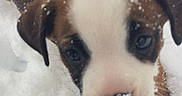 Poca Ray is registered to the contest to win money with this photo: puppy, dog, snow, closeup, outdoor, cute, young, animal, pet, winter, fur, face, nose, ears, cold, white, brown, nature, adorable, playful