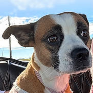 Poca Ray joined the competition — help win amazing prizes! dog, pet, sweater, car_seat, leash, brown_and_white, outdoor, sky, clouds, portrait, animal, canine, close_up, seat, daytime, collar, cute, looking_away, domestic_animal, friendly
