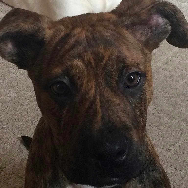 Billy joined the competition — help win amazing prizes! dog, puppy, brindle, close_up, carpet, pet, canine, ears, face, fur, animal, indoor, looking, cute, young, mammal, expression, adorable, domestic, portrait
