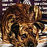 Billy is registered to the contest to win money with this photo: dog, brindle, lying_down, rug, patterned_rug, indoor, animal, pet, canine, brown, black, ears, face, eyes, snout, pineapple_graphic, text, sign, motivational_text, background