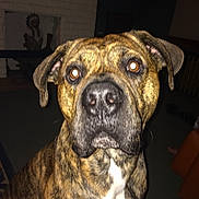 Billy joined the competition — help win amazing prizes! dog, brindle, pet, animal, indoor, close_up, face, flash, eyes, white_patch, curious, expression, furniture, fireplace, decor, lights, carpet, brown, ears, nose